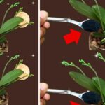 El truco más eficaz para mantener alejados a los mosquitos del balcón