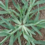 Esta planta es común en la mayoría de los patios, y muchas veces la cortamos sin ser conscientes de que posee propiedades que pueden utilizarse para tratar más de diez enfermedades diferentes.
