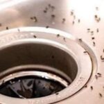 Mosquitos en la cocina: 7 consejos para deshacerse de ellos