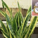 Dormir: 8 plantas que te ayudan a dormir sin somníferos