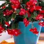 Cactus de Navidad: así es como cultivarlo y mantenerlo para que dure mucho tiempo