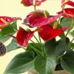 ¿Por qué es necesario verter los posos de café en tus plantas? 6 razones ingeniosas