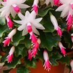 Cómo cultivar, propagar y florecer un cactus de Navidad durante todo el año