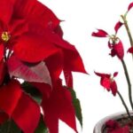 Cómo cuidar la flor de pascua: 5 cosas que debes saber