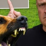 Cómo detener un ataque de perro garantizado en 3 segundos