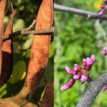 Cercis canadensis: Beneficios y usos prácticos de una belleza primaveral