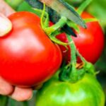 Qué añadir al agua con la que regamos nuestros tomates y pimientos para obtener una cosecha abundante y sana. Secretos que los grandes jardineros no quieren revelar