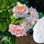 Hazlo con tus rosas en julio y ¡florecerán sin parar hasta el otoño! Guía completa de cuidados