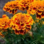 Cuatro razones por las que deberías plantar ortiga en tu huerto