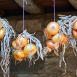 Hazlo a tiempo, ¡y las cebollas durarán hasta la primavera! El secreto de un secado adecuado para que no se pudran ni broten