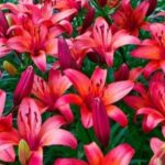 Procedimientos obligatorios tras la floración de los lirios. Sin ellos, no habrá una floración abundante el próximo año.