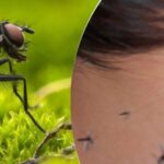 El método de la abuela para ahuyentar moscas e insectos de casa: un truco sencillo pero efectivo
