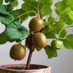 Cómo cultivar un árbol de kiwi en un jarrón