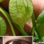 Descubre las Uvillas: Un Pequeño Tesoro de la Naturaleza Repleto de Grandes Beneficios