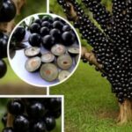 ¡Con solo una taza, tu árbol de jabuticabeira estará repleto de fruta todo el año! 🍇✨