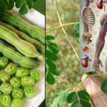 🌿 Descubra el poder curativo de la moringa: 10 beneficios diarios del “árbol milagroso”