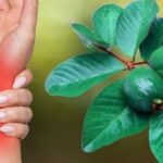 Hojas de guayaba para enfermedades de huesos y articulaciones, gota, piernas hinchadas y retención de líquidos