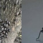 ¡Si alguna vez ves este insecto, deshazte de él inmediatamente!