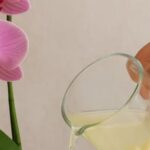 Sin una gota de agua: ¡mis orquídeas florecieron como nunca! ¡El secreto inesperado para una floración exuberante!