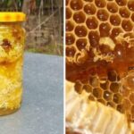 Elixir secreto producido por las abejas, más potente que la miel o el propóleo: cura para problemas estomacales, úlceras y gastritis