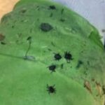 Envuelve tus tobillos con cinta adhesiva. Cómo protegerte de las garrapatas: ¡6 consejos sencillos y efectivos! La temporada de garrapatas está en pleno apogeo, ¡así que es hora de cuidar tu seguridad!