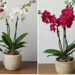 Un truco sencillo para que cualquier orquídea florezca