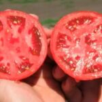¿Quieres tener tus propias semillas de tomate de calidad para el próximo año? Hemos preparado una guía detallada para ti sobre cómo cosecharlas correctamente y almacenarlas impecablemente.